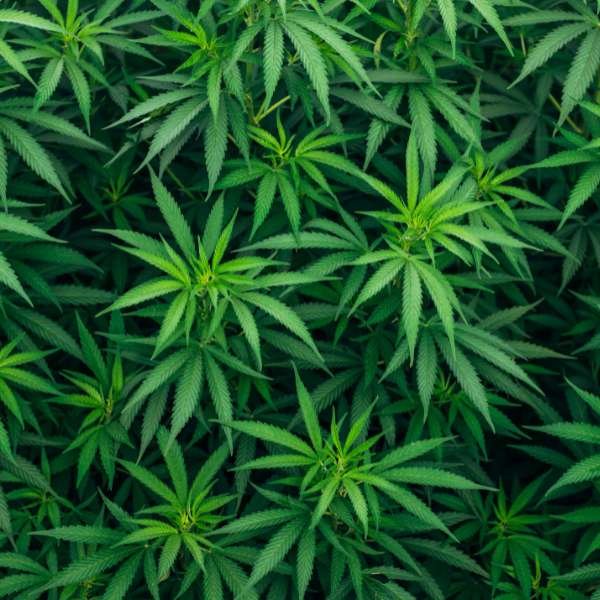 Step-by-Step Guide to Decarboxylating Cannabis