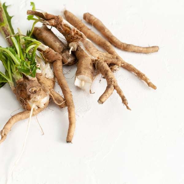 Processing Chicory Root 