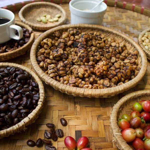 Kopi Luwak Coffee Beans for Brewing