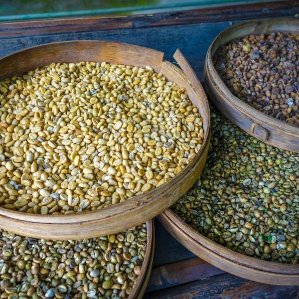Cleaning and Roasting Kopi Luwak Coffee Beans at Home