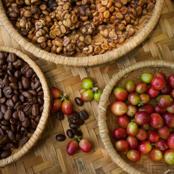 How to Brew Kopi Luwak Coffee Using a French Press