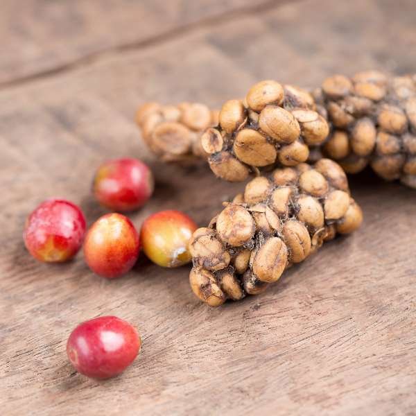 Understanding the Different Types of Kopi Luwak Beans
