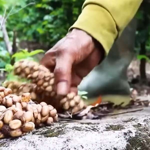 Unique Processing of Kopi Luwak Affects Its Flavor