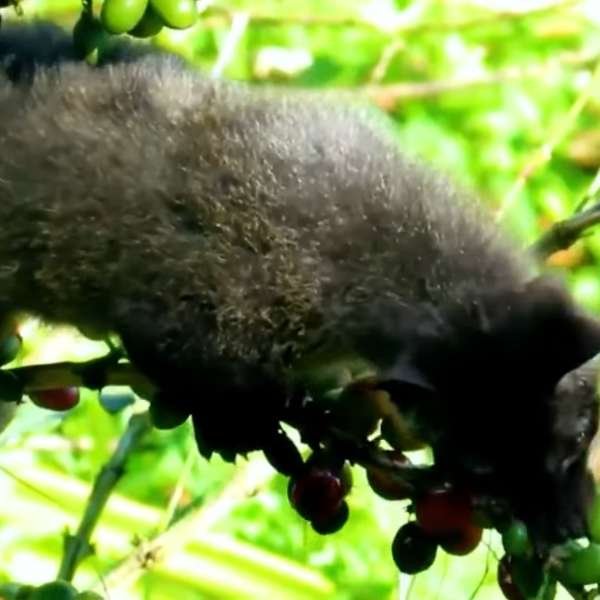 The Role of the Civet Cat in Kopi Luwak Coffee Production